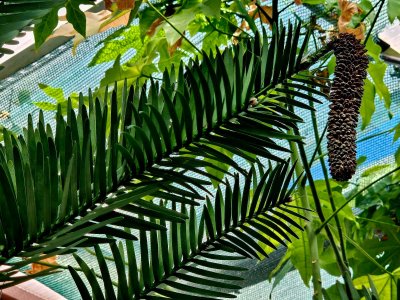 Wollemia nobilis - wolemie vznešená samčí šištice2